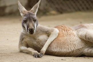 Fresno_Chaffee_Zoo.jpg