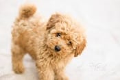 ADT Home Security for Your Pets