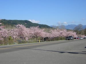 ADT Fall City, WA Home Security Company